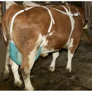 Nisakaitse kaela- ja rinnarihmaga L