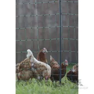 Aiavõrk PoultryNet Premium kanadele 1,06x25m jalatoega