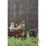 Aiavõrk PoultryNet Premium kanadele 1,06x25m jalatoega