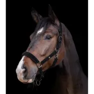 Päitsed St.Gallen Waldhausen