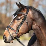 Valjad Everyday Oiled Leather Kavalkade