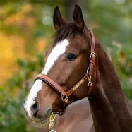 Nahast päitsed Cinta Kavalkade