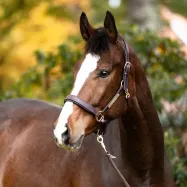 Nahast päitsed Cinta Kavalkade