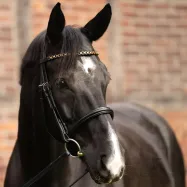 Otsmikurihm Catena Kavalkade