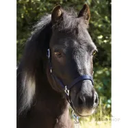 Päitsed Shetty Shorty Kavalkade