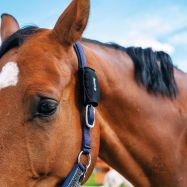 Kaitserihm GPS-jälgijale FENCEe EquiGPS Track SafeWrap
