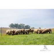 Elektrikarjuse aiavõrk ClassicNet lammastele 0,90x50m ühe teravikuga