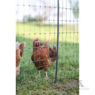 Aiavõrk PoultryNet Premium kanadele 1,22x50m jalatoega