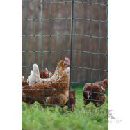 Aiavõrk PoultryNet Premium kanadele 1,22x50m jalatoega