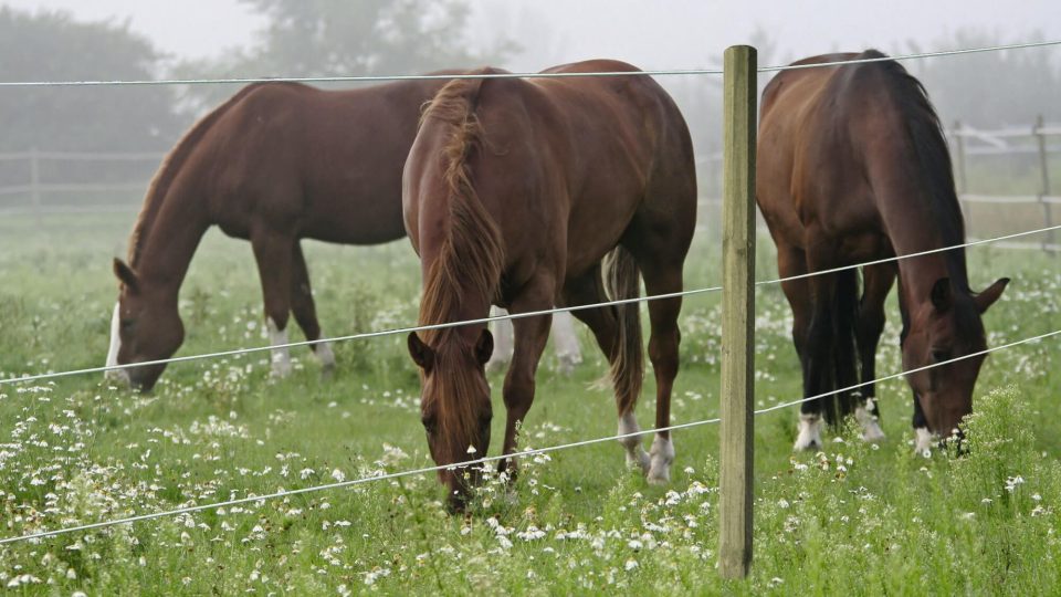 Elektrikarjuse liinide arv ja kõrgused