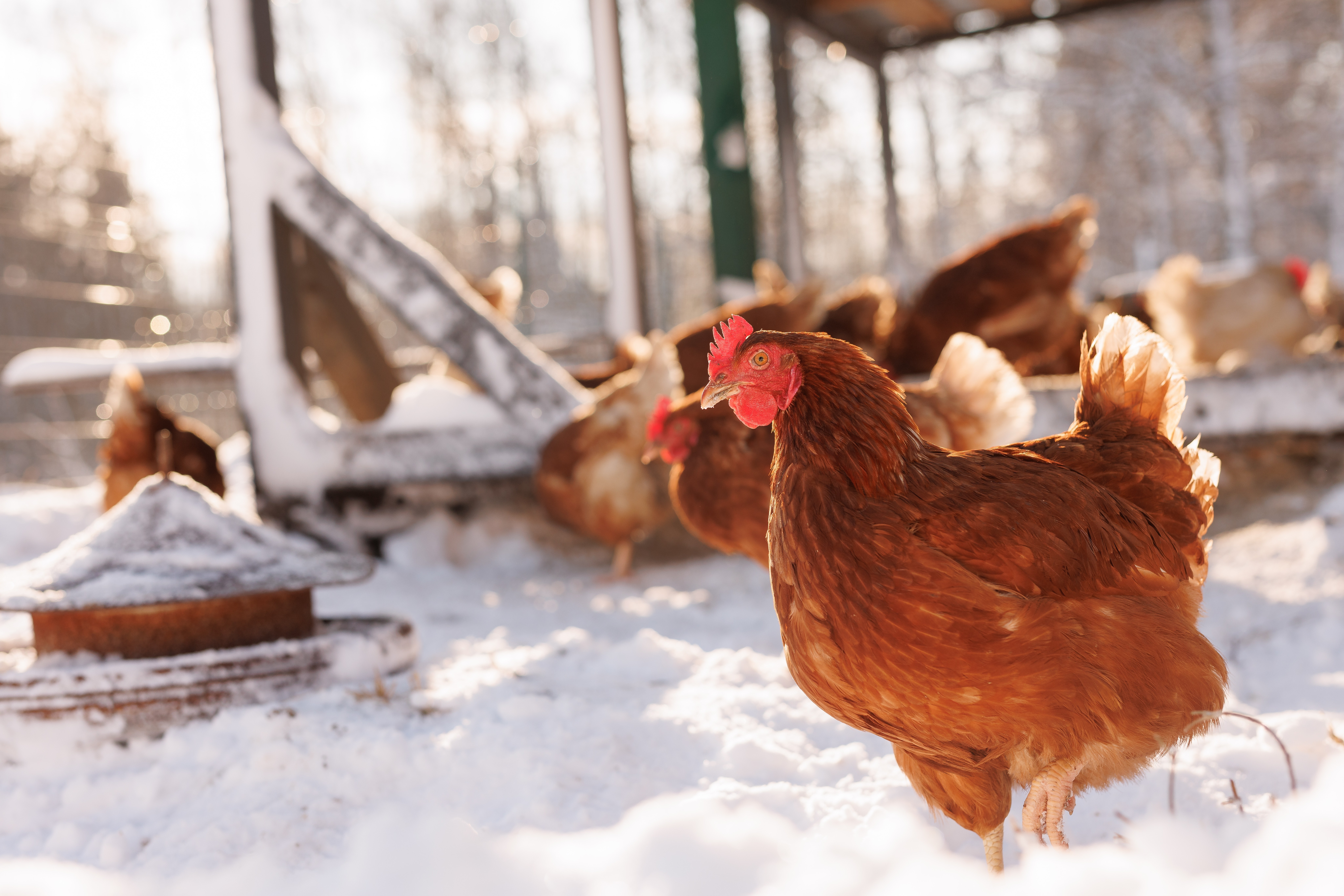 Kuidas kanadega talv üle elada