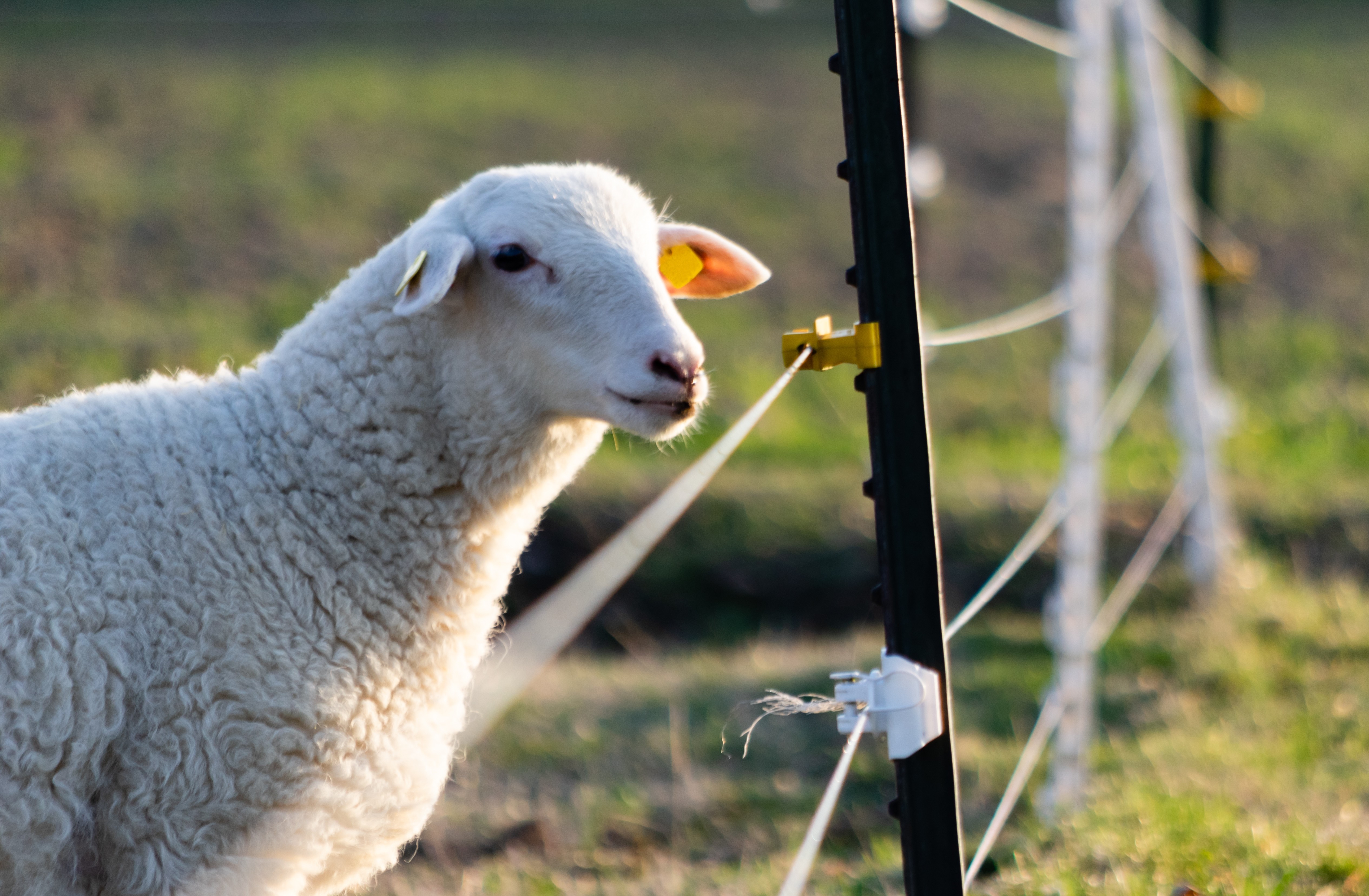 Elektrikarjus - turvaline ja tõhus karjatuse lahendus Sinu loomadele! 